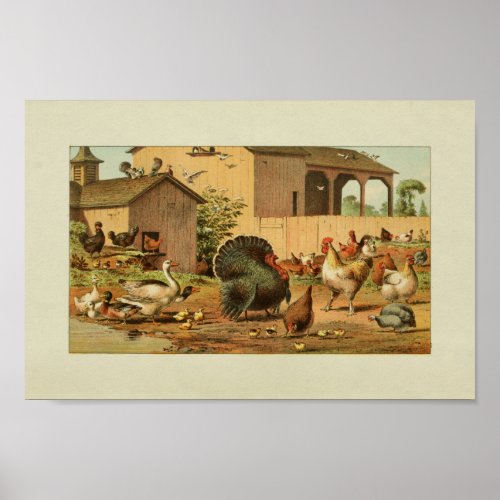 American Farmer Vintage Print Turkey Ducks