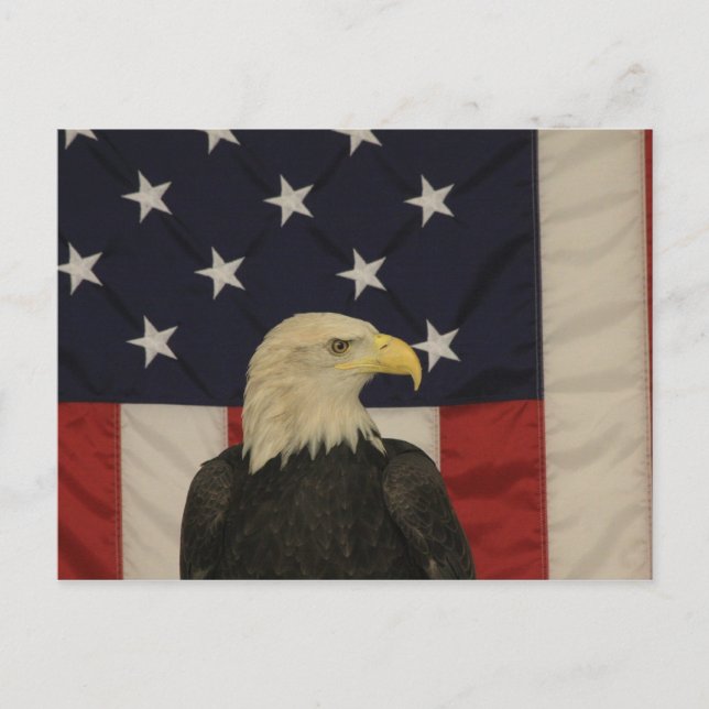 American Flag and Bald Eagle Post Card (Front)