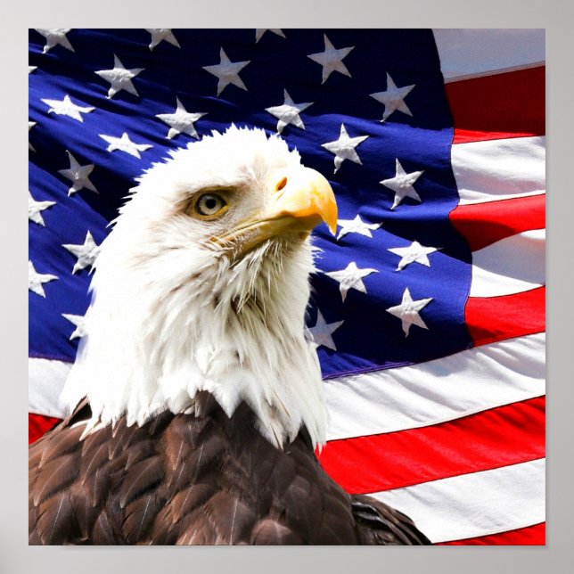 American Flag and Bald Eagle Poster (Front)