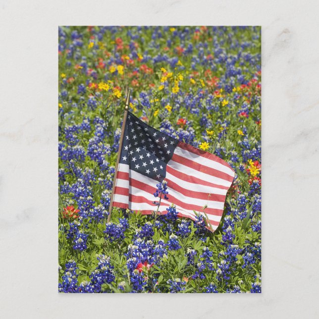 American Flag in field of Blue Bonnets, Postcard (Front)