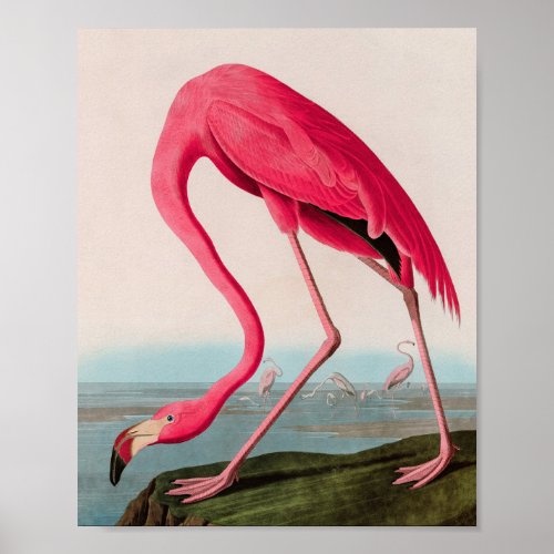 American Flamingo Birds of America Audubon Print