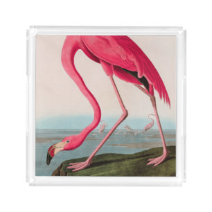 American Flamingo Birds of America Audubon Print Acrylic Tray