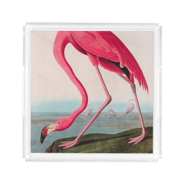 American Flamingo Birds of America Audubon Print Acrylic Tray (Front)