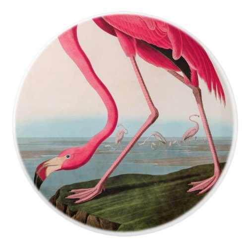 American Flamingo Birds of America Audubon Print Ceramic Knob