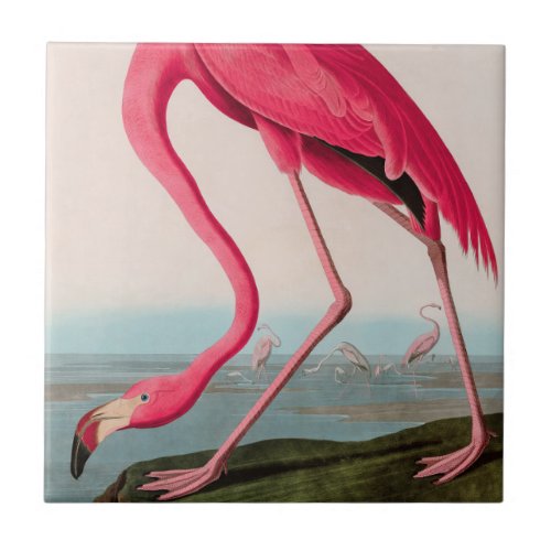 American Flamingo Birds of America Audubon Print Ceramic Tile