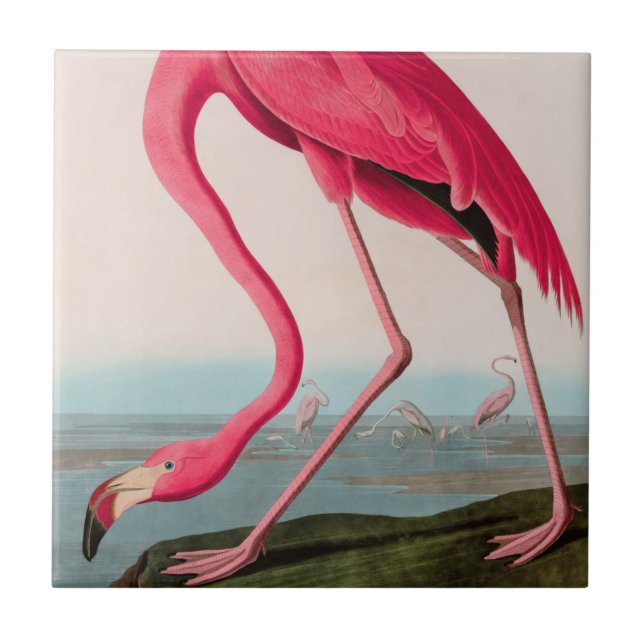 American Flamingo Birds of America Audubon Print Ceramic Tile (Front)