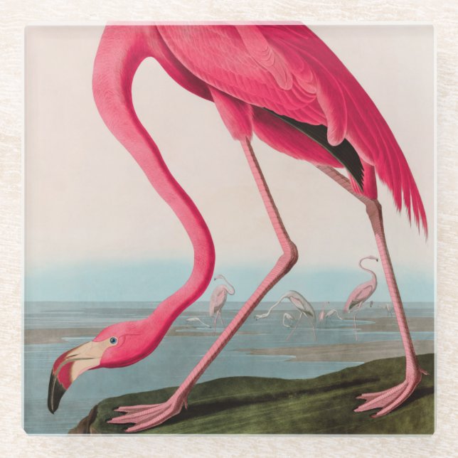 American Flamingo Birds of America Audubon Print Glass Coaster (Front)