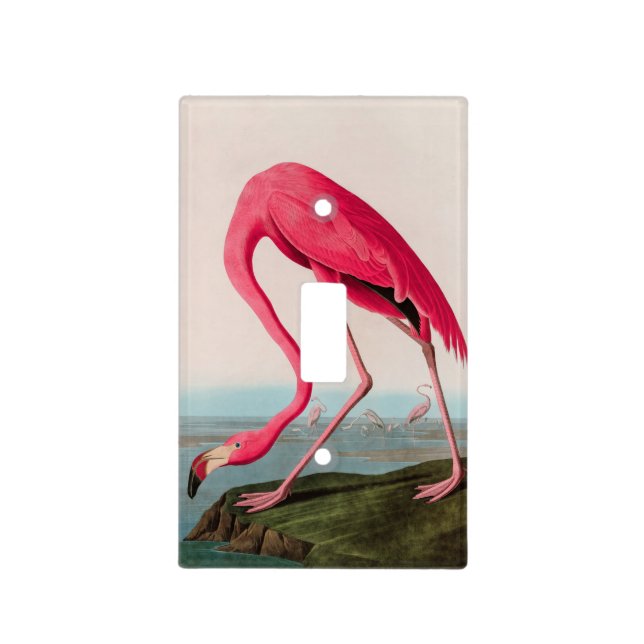 American Flamingo Birds of America Audubon Print Light Switch Cover (Front)