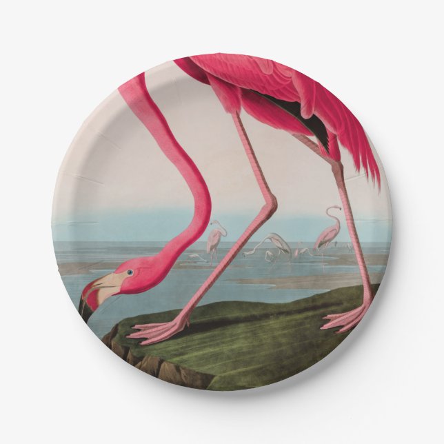 American Flamingo Birds of America Audubon Print Paper Plates (Front)