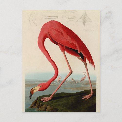 American Flamingo by Audubon Postcard