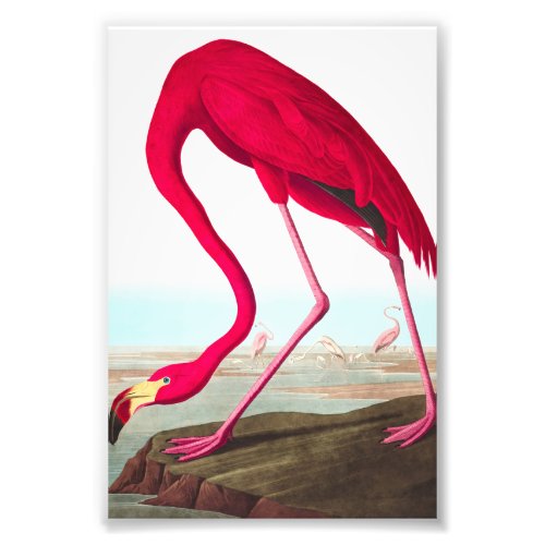 American Flamingo by John James Audubon Photo Print