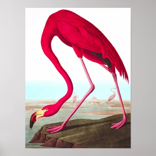 American Flamingo by John James Audubon Poster