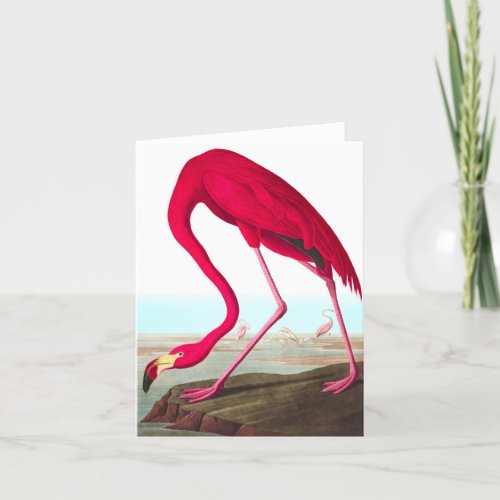 American Flamingo by John James Audubon Thank You Card