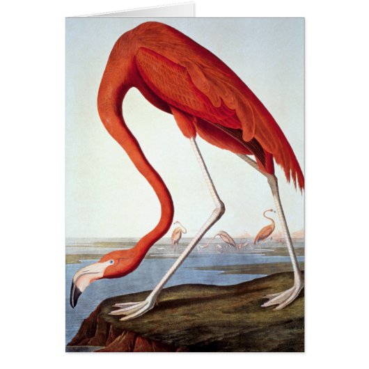 American Flamingo Cards (Front)