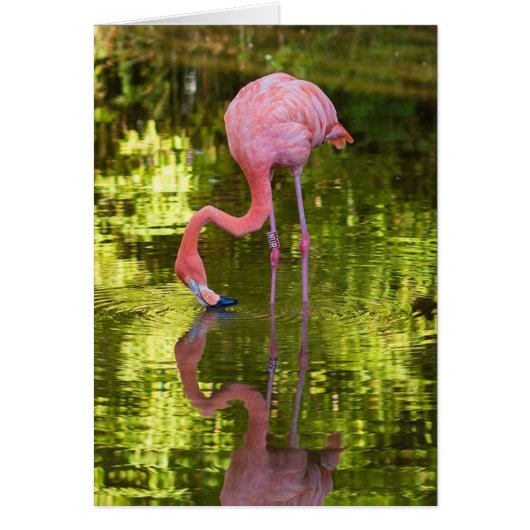 American Flamingo Cards (Front)
