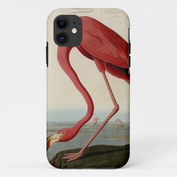 American Flamingo Iphone 11 Case by birdpictures at Zazzle