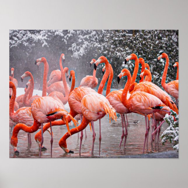 American Flamingo, colorful bird,   Poster (Front)