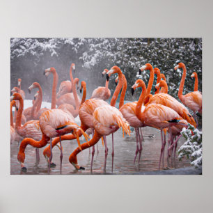 American Flamingo, colorful bird, Poster