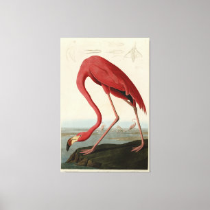 American Flamingo from Audubon's Birds of America Canvas Print