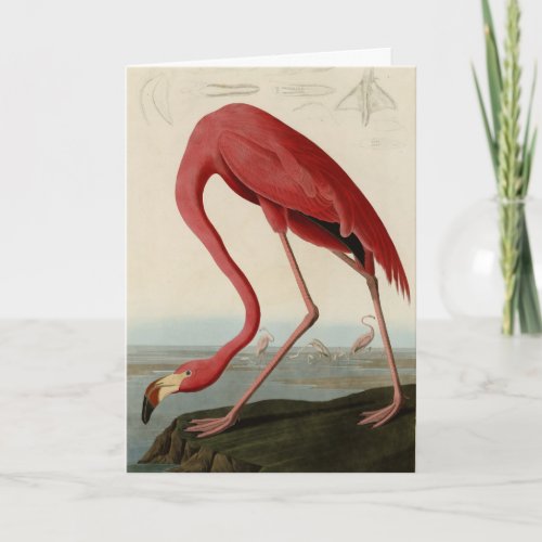 American Flamingo from Audubons Birds of America Card