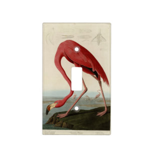 American Flamingo from Audubon's Birds of America Light Switch Cover