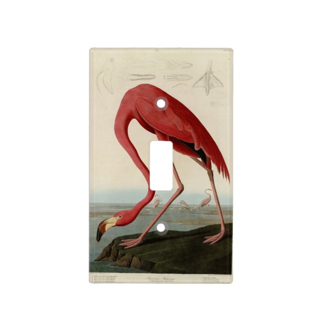 American Flamingo from Audubon's Birds of America Light Switch Cover (Front)