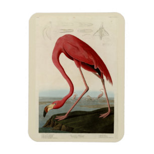 American Flamingo from Audubon's Birds of America Magnet