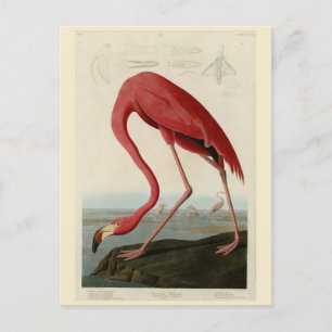 American Flamingo from Audubon's Birds of America Postcard