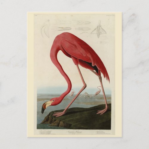 American Flamingo from Audubons Birds of America Postcard