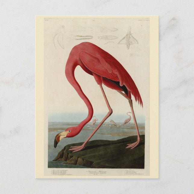 American Flamingo from Audubon's Birds of America Postcard (Front)