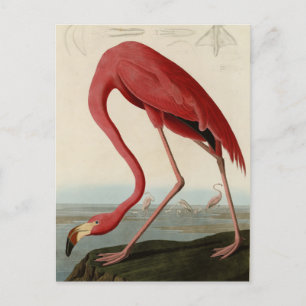 American Flamingo from Audubon's Birds of America Postcard