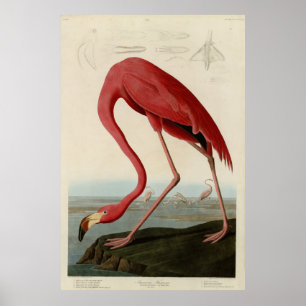 American Flamingo from Audubon's Birds of America Poster