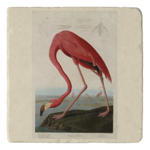 American Flamingo from Audubon's Birds of America Trivet