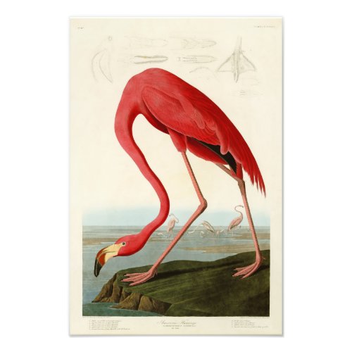 American Flamingo John Audubon Birds of America Photo Print