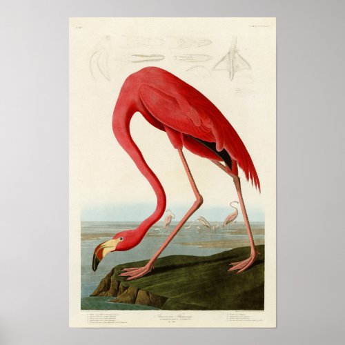 American Flamingo John Audubon Birds of America Poster
