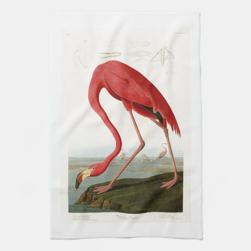 American Flamingo John Audubon Birds of America Towel