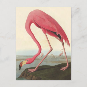 American Flamingo John James Audubon Postcard