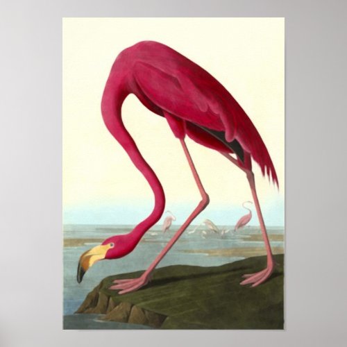 American Flamingo John James Audubon Poster