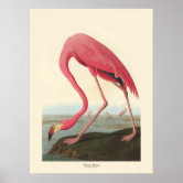 Audubon - Pink Flamingo from Birds of America Poster - Pink Flamingo 