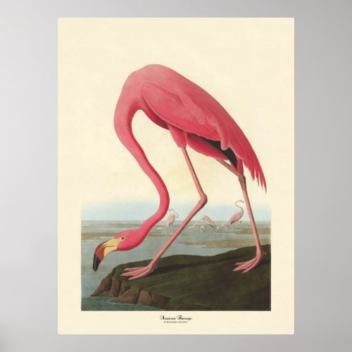 American Flamingo  John James Audubon Poster
