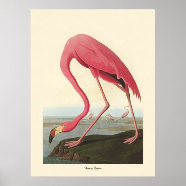 American Flamingo | John James Audubon Poster (Front)