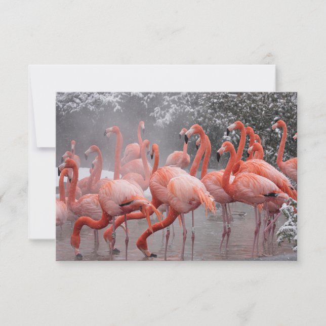 American Flamingo    Note Card (Front)