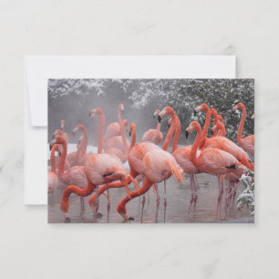 American Flamingo Note Card