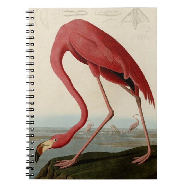 American Flamingo Notebook (Front)