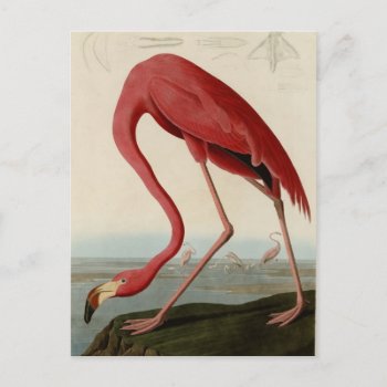 American Flamingo Postcard by birdpictures at Zazzle