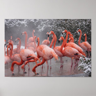 American Flamingo Poster