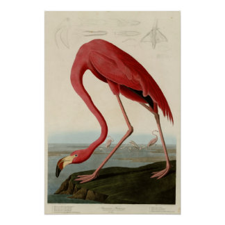 American Flamingo Poster