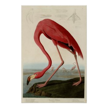 American Flamingo Poster by birdpictures at Zazzle