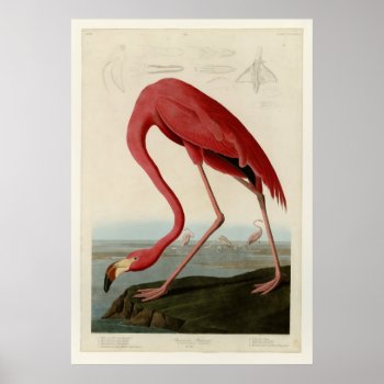 American Flamingo Poster by birdpictures at Zazzle