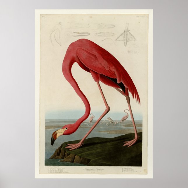 American Flamingo Poster (Front)